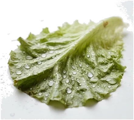 Por que as folhas verdes estragam rápido na geladeira?